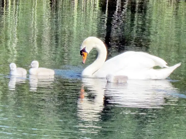 Toronto Lake swan with chicks 2013 — Stock Photo, Image