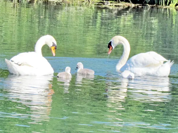 Toronto Lake swans with chicks 2013 — Stock Photo, Image