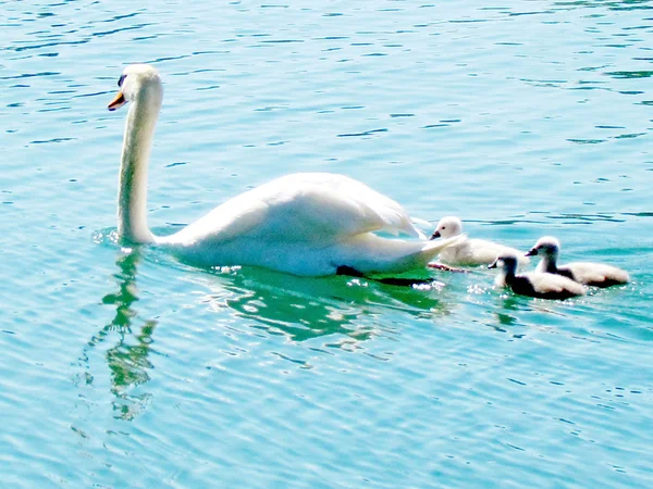 Toronto Lake svanen med kycklingar 2013 — Stockfoto