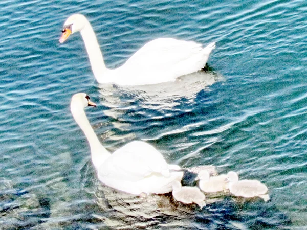 Toronto Lake swans with nestlings 2013 — Stock Photo, Image