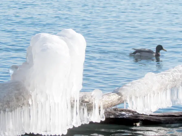 Toronto Lake pato perto de icicles 2013 — Fotografia de Stock