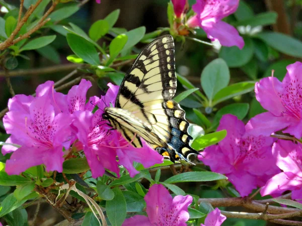 McLean Doğu Tiger Swallowtail ve açelya çiçek 2016 — Stok fotoğraf