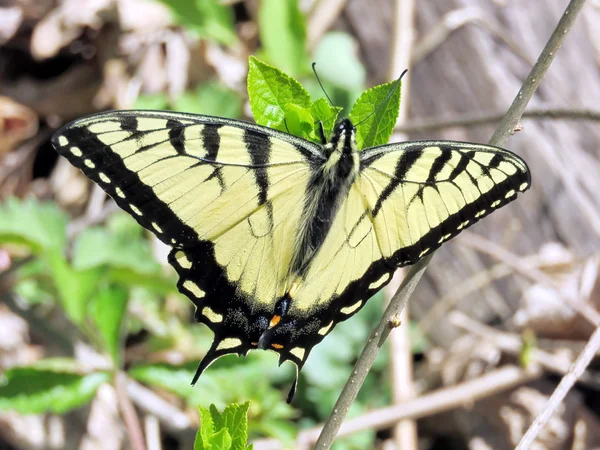 Limpie la cola de golondrina del tigre oriental 2016 —  Fotos de Stock