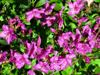  McLean mor açelya çiçeği 2016