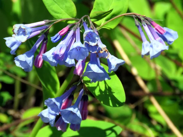 Маклин Bluebells 2016 — стоковое фото