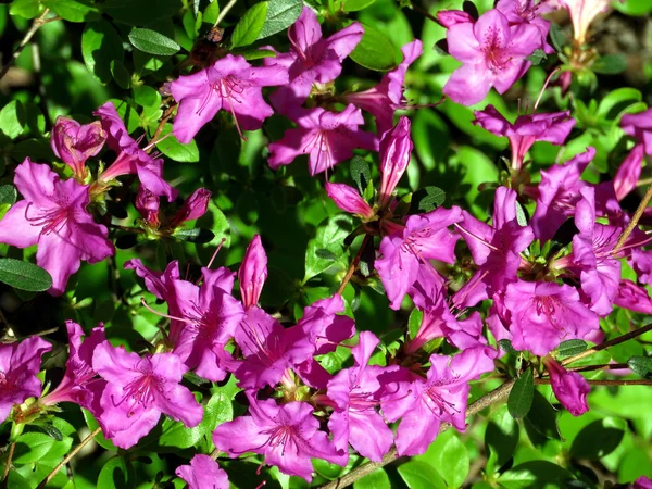  McLean mor açelya çiçeği 2016