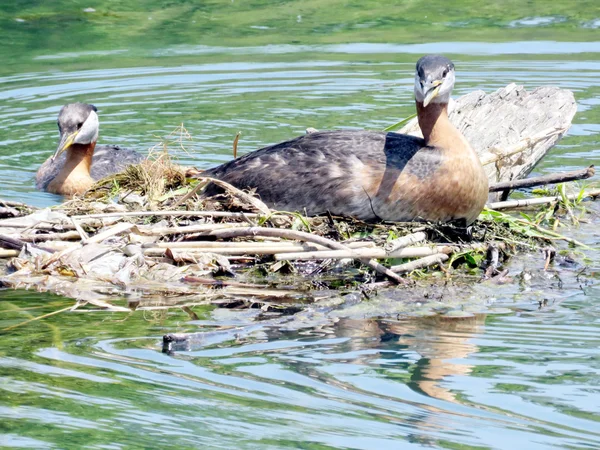 トロント湖レッドネック grebes 2016 — ストック写真