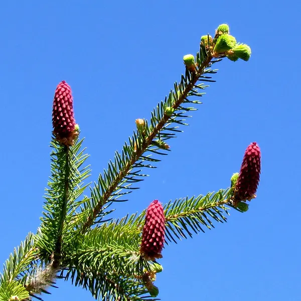 Tornhill fir flowers 2013 — стоковое фото