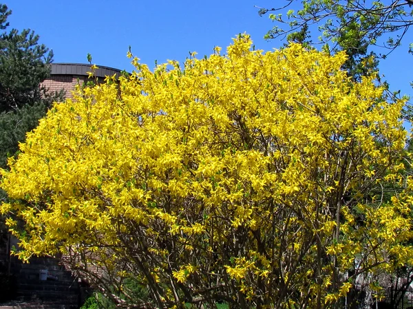 Thornhill Forsythia blomma 2013 — Stockfoto