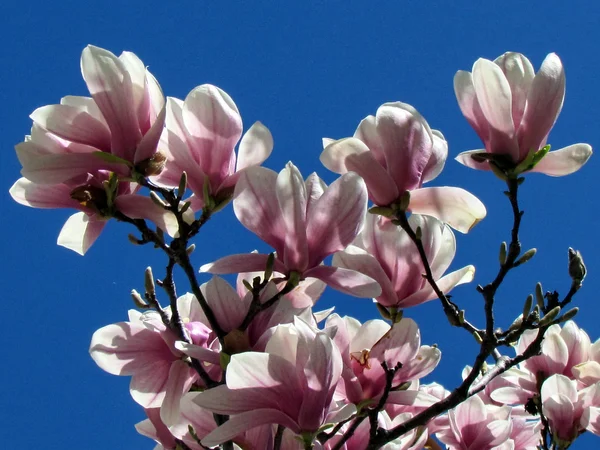 Thornhill magnolia kwiat 2013 — Zdjęcie stockowe