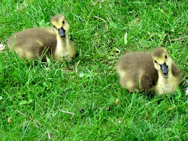Thornhill two gosling 2013 — Stock Photo, Image