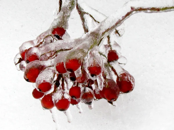 Thornhill frozen rosehips covered with ice 2013 — Stock Photo, Image