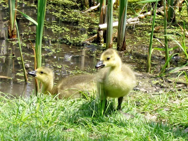 Thornhill goslings 2013 — Stock Photo, Image