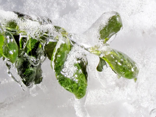 Thornhill leaves covered with ice 2013 — Stock Photo, Image