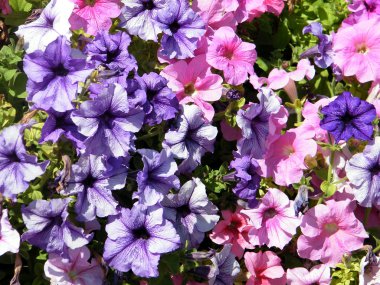 Ramat Gan Park Petunya 2010