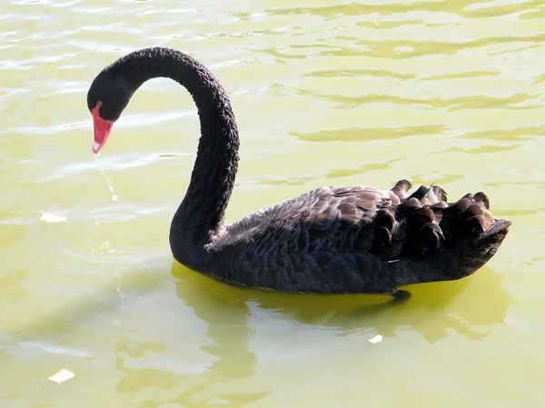 Ramat Gan Park de zwarte svan op een vijver 2010 — Stockfoto