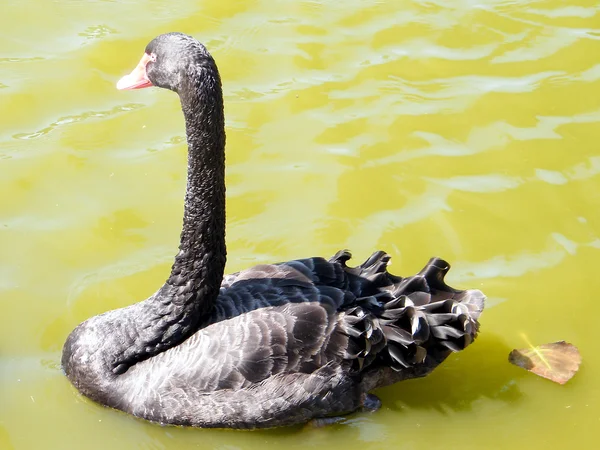 Ramat gan park black svan auf einem teich 2010 — Stockfoto