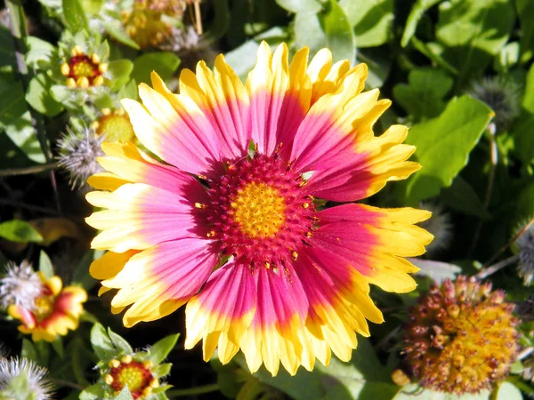 Ramat Gan 울프 파크 Gazania 꽃 2011 — 스톡 사진