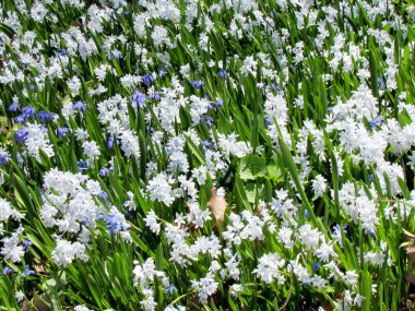 Toronto yüksek Park kardelen 2013 