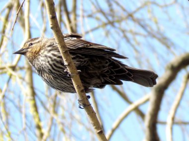  Toronto yüksek Park kadın kırmızı - kanatlı Blackbird 2013
