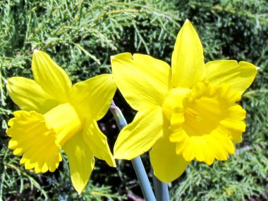 Toronto yüksek Park sarı nergis 2013 