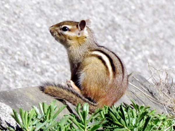 Toronto High Park chipmunk 2013 — Stock Photo, Image