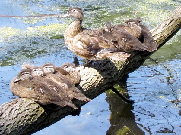 Toronto High Park female northern shoveler duck and ducklings 20 — Stock Photo, Image