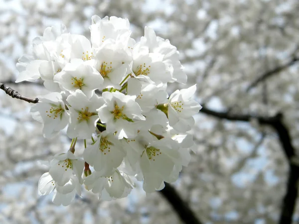 Sucursal de Washington Cherry Blossom 2011 —  Fotos de Stock