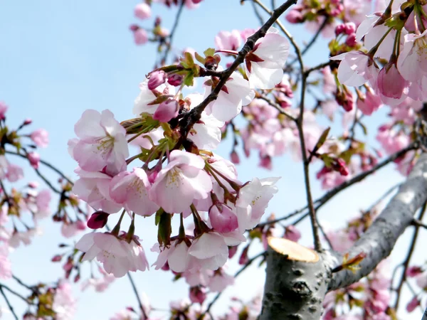 Árbol de flores de cerezo de Washington 2011 — Foto de Stock