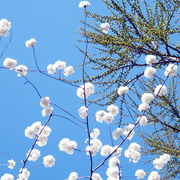 Washington Körsbärsblommornas 2010 — Stockfoto