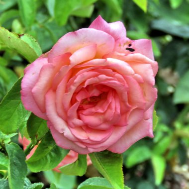 2016 Niagara Die Welt gül izole 