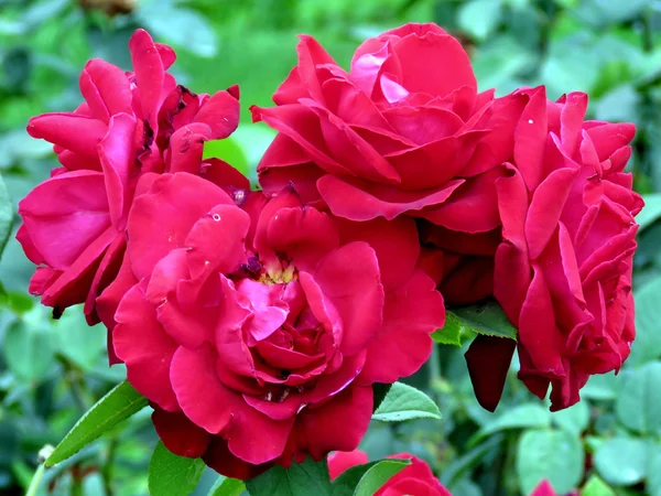 Niágara Liebeszauber rosa 2016 — Foto de Stock