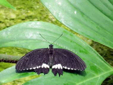 Niagara ortak Mormon bir yeşil 2016