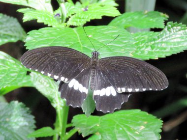 Niagara ortak Mormon kelebek 2016