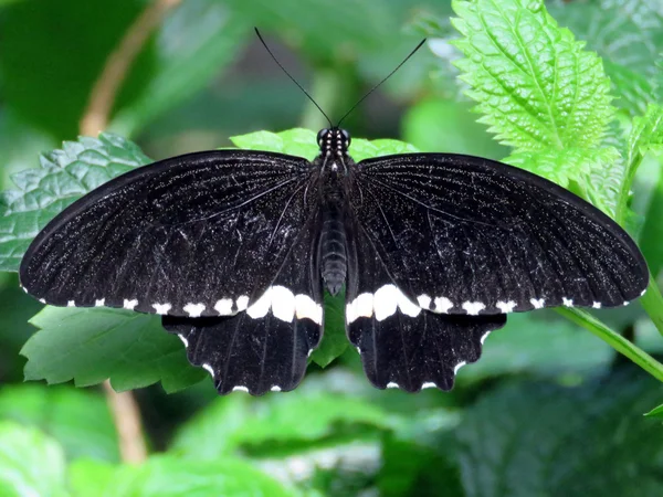 Niagara Common Mormon butterfly 2016 — Stock Photo, Image