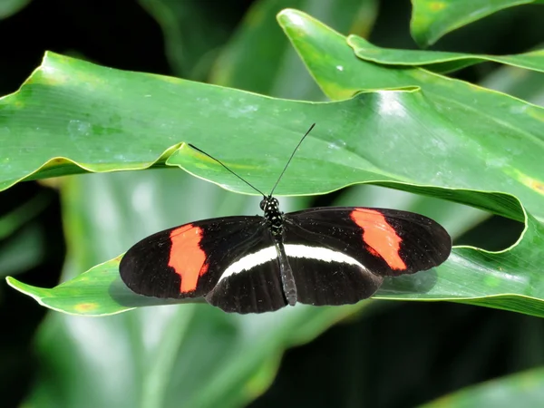 Niagara o carteiro vermelho borboleta 2016 — Fotografia de Stock