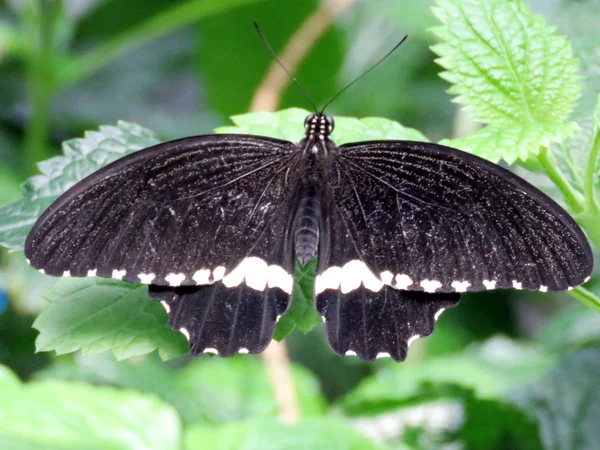 Niagara the Common Mormon 2016 — Stock Photo, Image