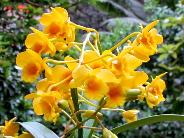 Washington orkide Cattleya 2011 — Stok fotoğraf