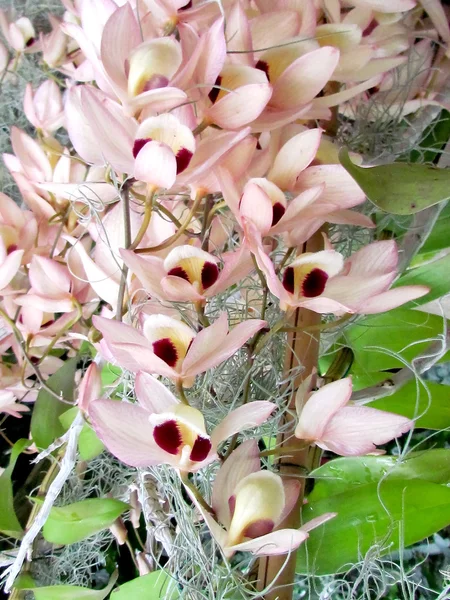 Washington Orchid Dendrobium flor 2011 — Fotografia de Stock