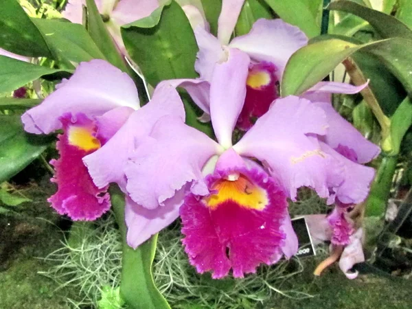 Washington orchidea Laecattleya 2011 — Stock Fotó