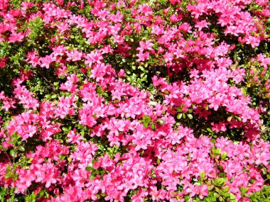 Tysons Corner açelya 2010