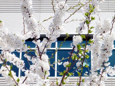 Cherry Blossom şubelere 2010 Tysons Corner