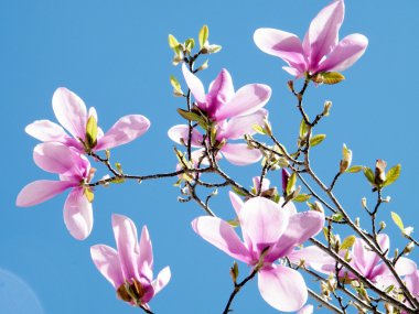 Manolya Çiçeği 2010 Tysons Corner