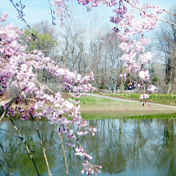 Tysons Corner Cherry Blossom near pond 2010 — Stock Photo, Image