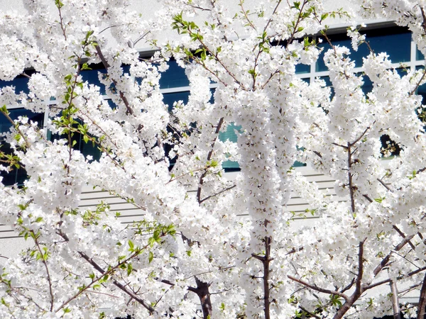 Tysons Corner biały Cherry Blossom 2010 — Zdjęcie stockowe