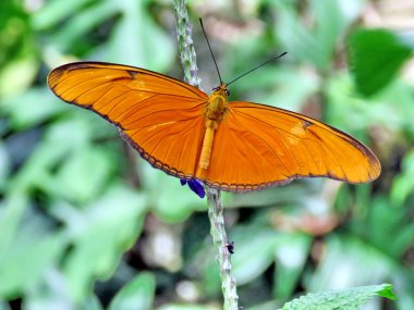 Niagara Julia kelebek 2016