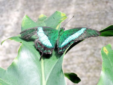 Niagara Papilio Palinurus kelebek 2016