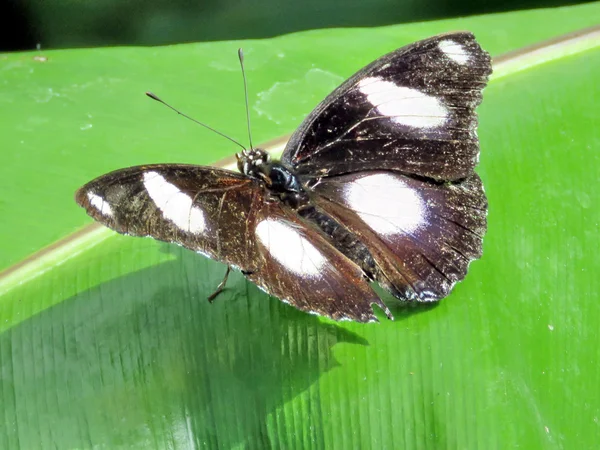 尼亚加拉大 Eggfly 蝴蝶 2016 — 图库照片