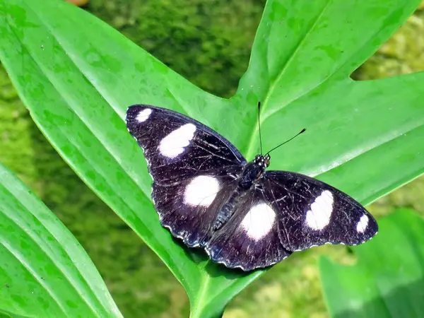 Ніагарський великий Egagfly метелик 2016 — стокове фото