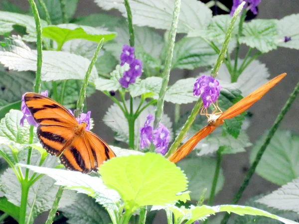 Niagara der orange Tiger Schmetterling auf einer Blume 2016 — Stockfoto